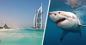 Акула вызвала переполох на пляже в Дубае, туристы спасались бегством