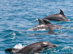 В Дубае гребцов встречает стая из дельфинов у пляжа Кайт-Бич