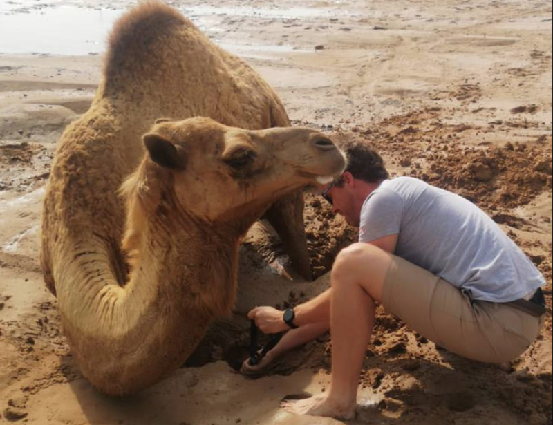 Пара из Дубая спасла верблюда, застрявшего в зыбучих песках