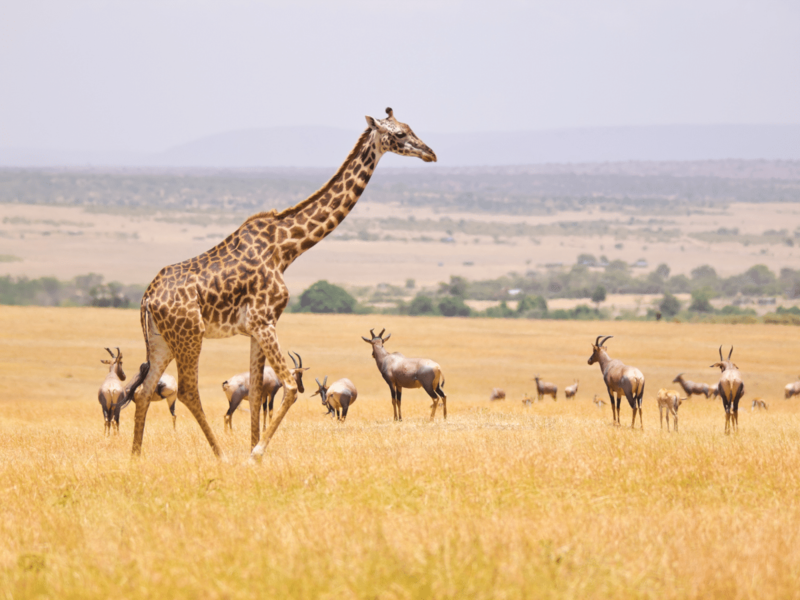 Безвизовый въезд в заповедник дикой природы Кении для жителей ОАЭ