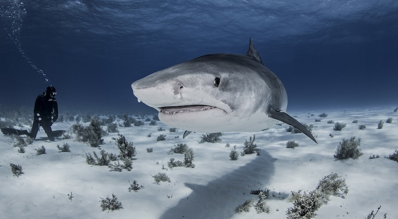 Раскрытие правды об акулах в водах ОАЭ