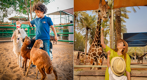 Зоопарк и курорт Emirates Park в Абу-Даби предлагает бесплатный вход на праздник Ид