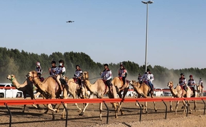 Правитель Шарджи выделил 6 миллионов дирхамов на организацию фестиваля верблюдов