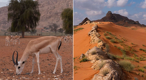 Национальный парк Млейха: новая достопримечательность в историческом ландшафте ОАЭ