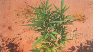 Двое арестованы за выращивание марихуаны в Абу-Даби