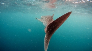 В водах Абу-Даби замечена китовая акула