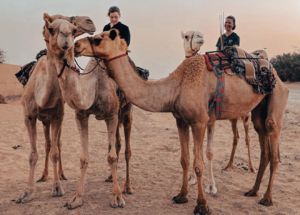 В Дубае можно научиться кататься на верблюде