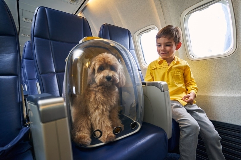 Etihad Airways повышает стоимость перевозки домашних животных с 200 до 1500 долларов